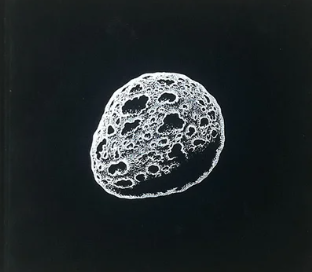 Charles Burns - Love Nest - HC